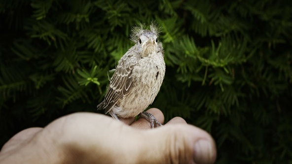 Small bird in hand